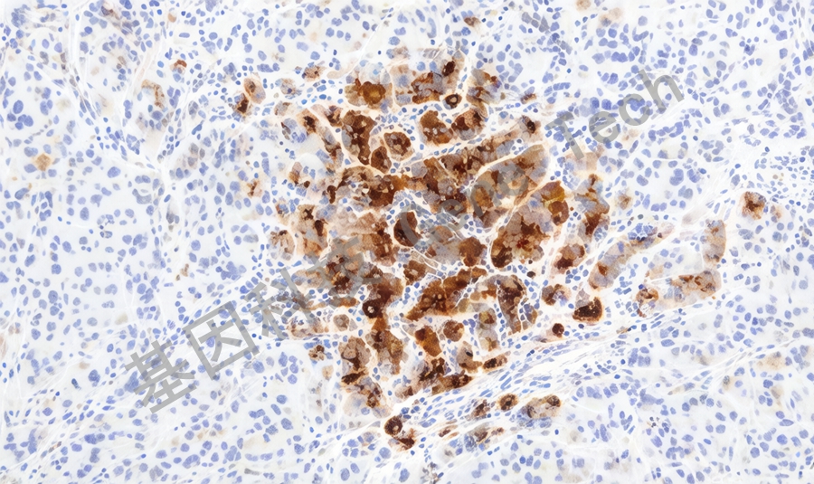 1772454918108767.jpg SAA_副本.jpg