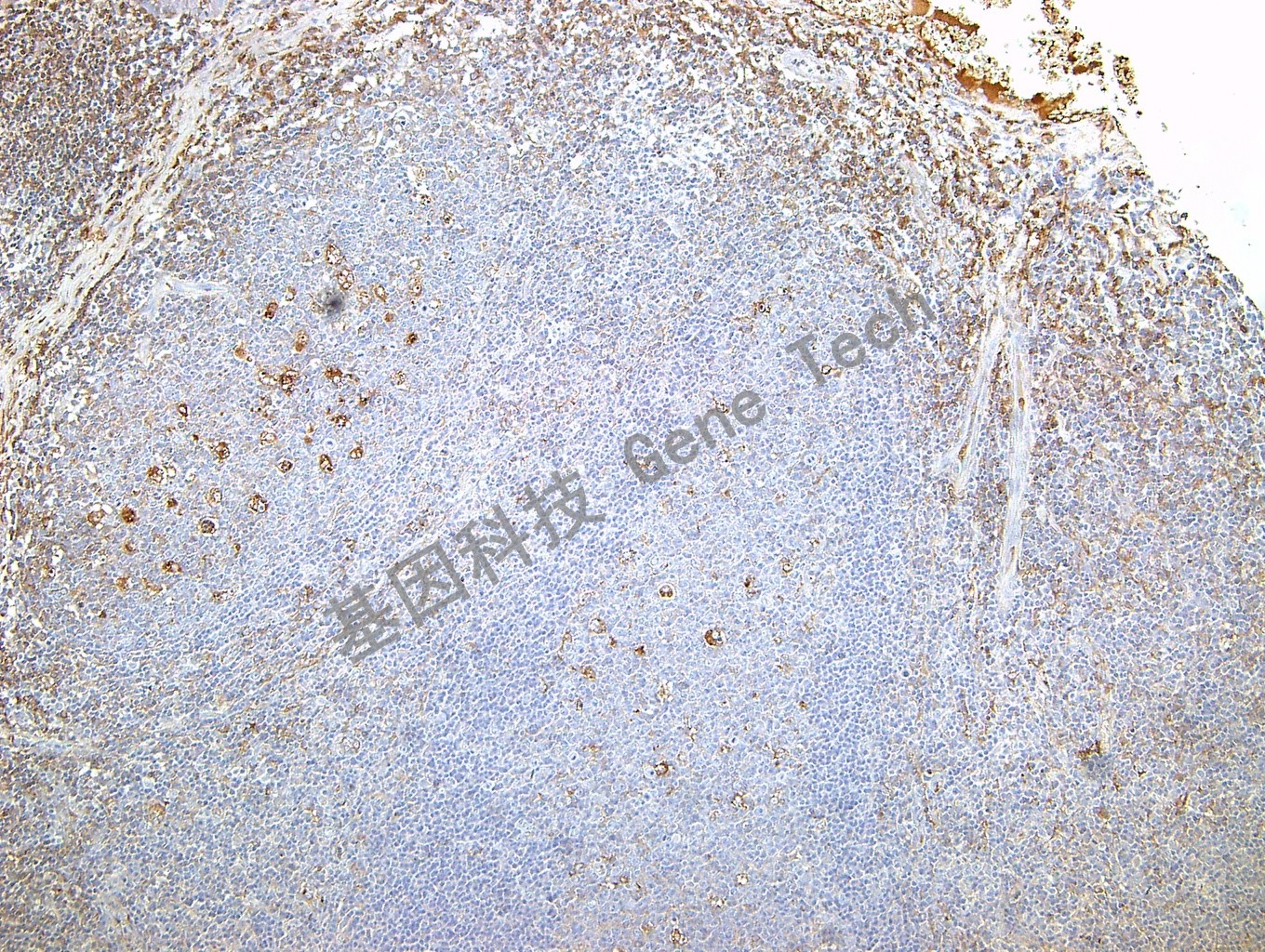 1616826659134183.jpg
